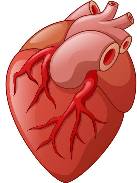 人間の心臓の図のイラスト - human muscle the human body anatomy body点のイラスト素材／クリップアート素材／マンガ素材／アイコン素材