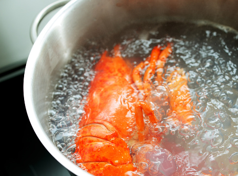 Fresh lobster boiling in hot water on set-top of stove