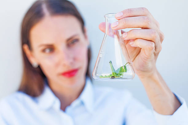 women holding a glass bottle with grasshopper inside young women in white shirt holding a glass bottle with grasshopper inside in her hand (macro) poisonous grasshopper pictures stock pictures, royalty-free photos & images