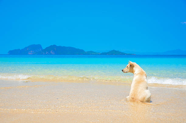 a dog sits on the beach