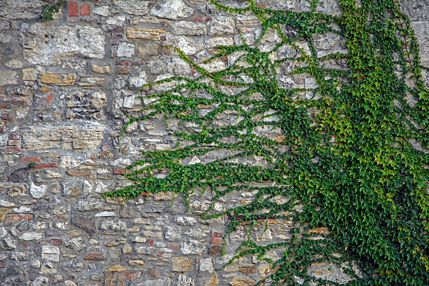 istock wall of an old masonry 491559522