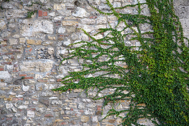 istock wall of an old masonry 491559598