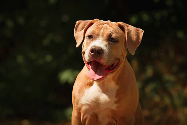 istock Portrait of a puppy Pitbull 491559642