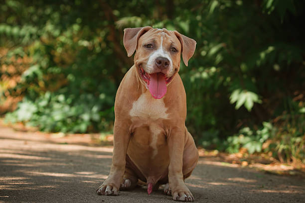 istock Portrait of a puppy Pitbull 491559858