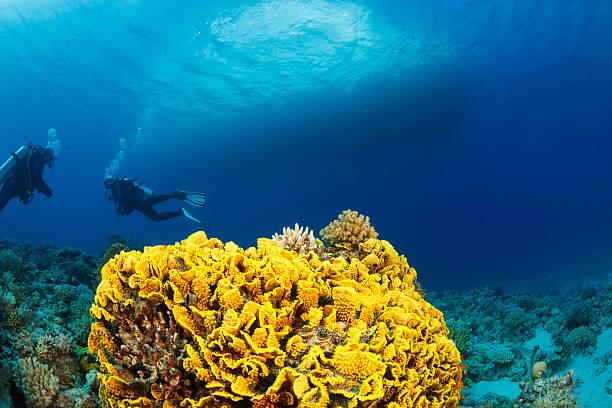 istock Underwater  Scuba divers explore and enjoy  Coral reef  Sea life 491559968