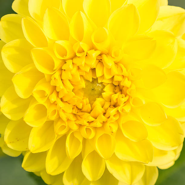 istock Close up of flower for background or texture 491560006