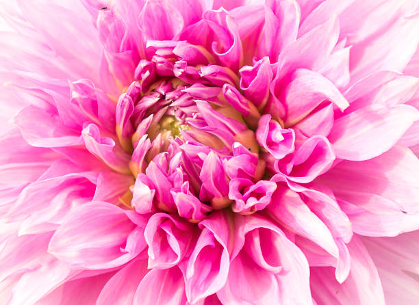 istock Close up of flower for background or texture 491560066