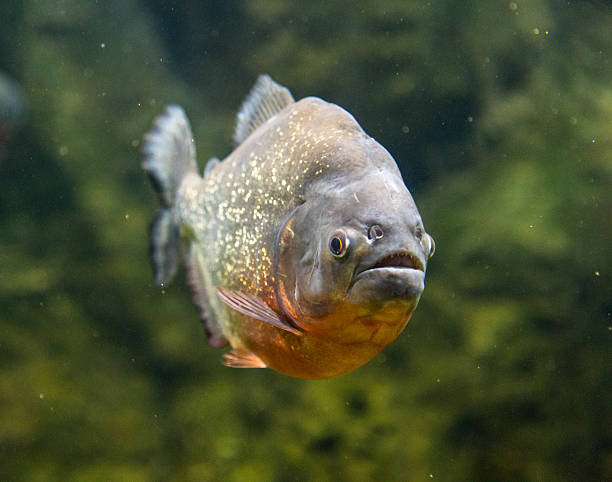 istock Piranha dangerous freshwater fish underwater 491560202
