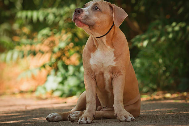 istock Portrait of a puppy Pitbull 491560318