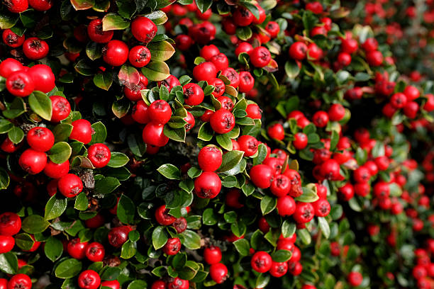 Bright red cotoneaster berries Bright red cotoneaster berries among small green leaves cotoneaster stock pictures, royalty-free photos & images
