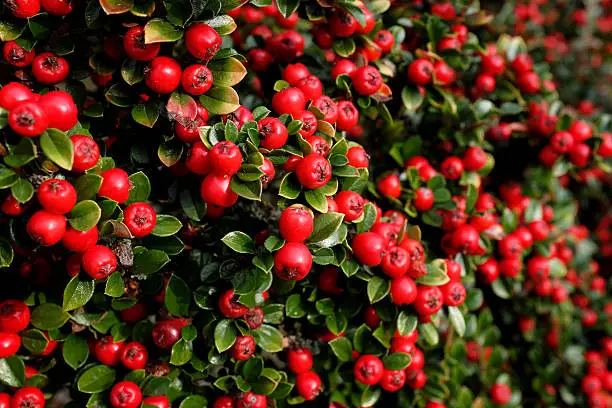 Bright red cotoneaster berries among small green leaves