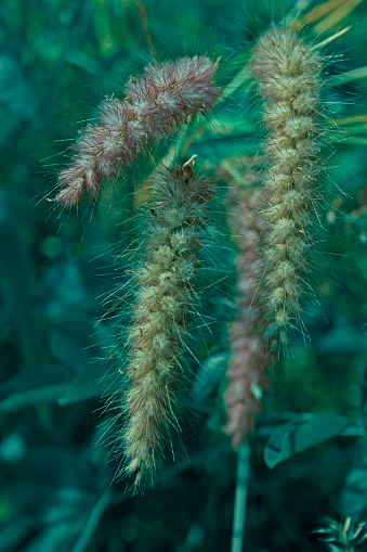 African fountain grass, Tender fountain grass, Fountain grass, Purple fountain grass, Pennisetum setaceum