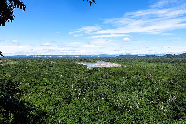 Photo of Amazon forest