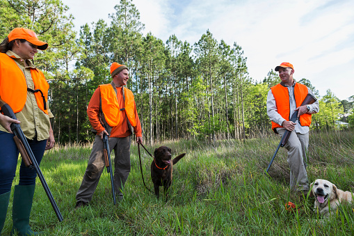 A group of three hunters, a woman and two men, with hunting dogs, standing in the tall grass by the woods, wearing orange safety vests and hats.  They are hunting birds or other game with shotguns.