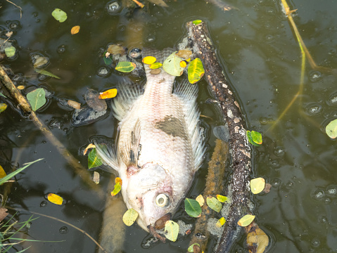 Dying fish in pond
