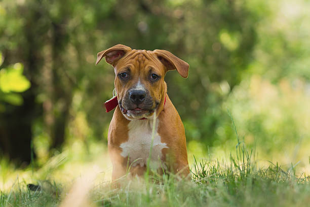 istock Portrait of a puppy Pitbull 491562262