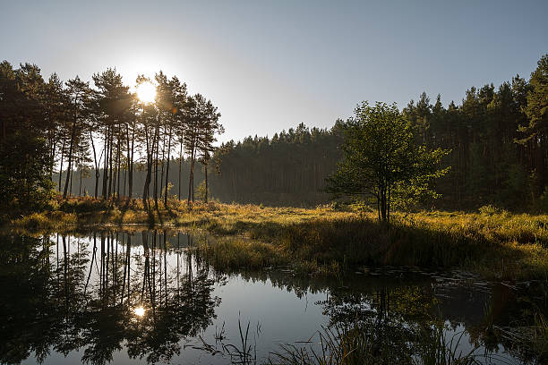 Pond in the forest in autumn