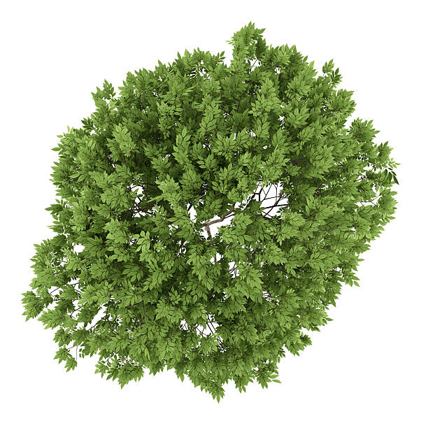 istock top view of elderberry tree isolated on white background 491562624