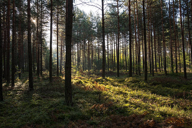 istock Forest in the morning in autumn 491563068