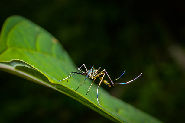 istock Colourful mosquito on a green leaf. 491575644