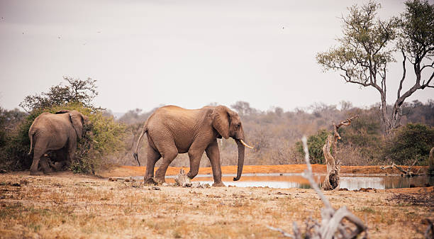 istock Two large elephants approaching a watering hole in African landsacpe 491576866