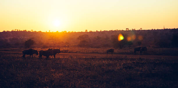 istock Sunset over African bush with Wildebeest walking across the landscape 491577264
