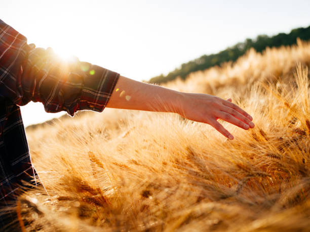 istock Man reaching out to touch golden corn in sunflare 491578058