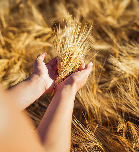 istock Golden wheat ready for harvest in a farmer's hands 491578218