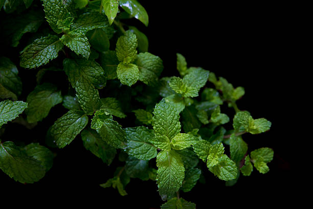 istock fresh mint in field on black background 491578888
