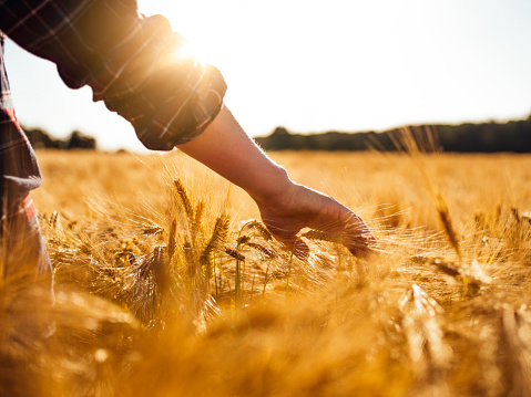 Male farmer walking through a summer wheat field and touching the golden heads of wheat with gentle sunflare