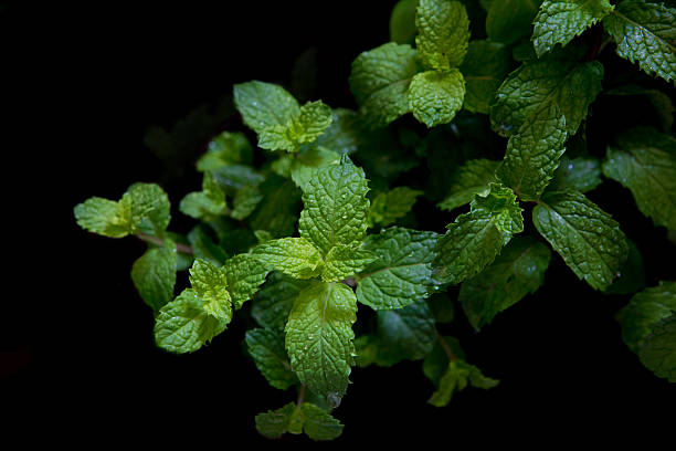 istock fresh mint in field on black background 491579008