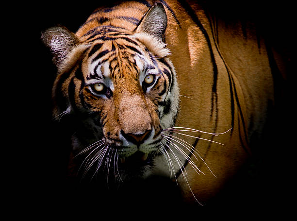 istock Tiger looking his prey and ready to catch it. 491579118