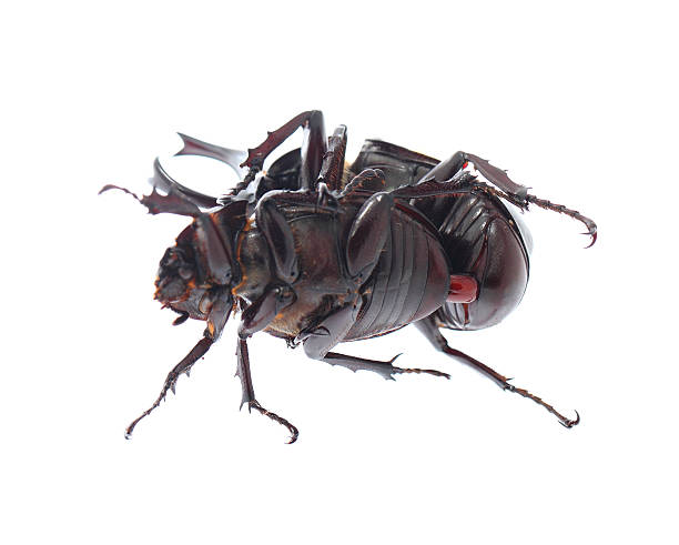 istock Rhinoceros beetles are breeding 491579164