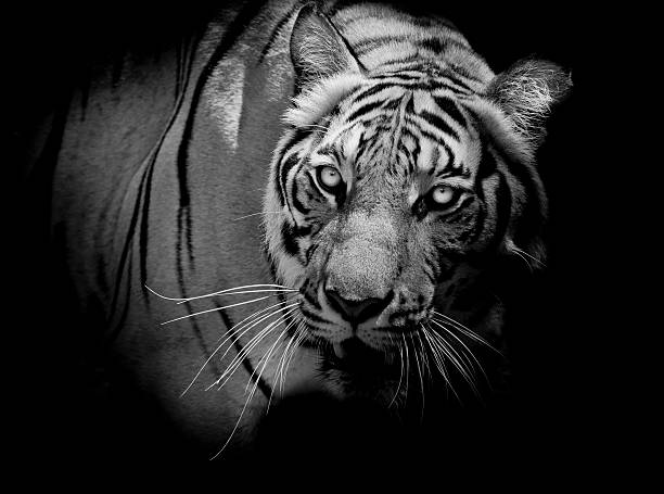 istock Black and White Tiger looking his prey 491580480