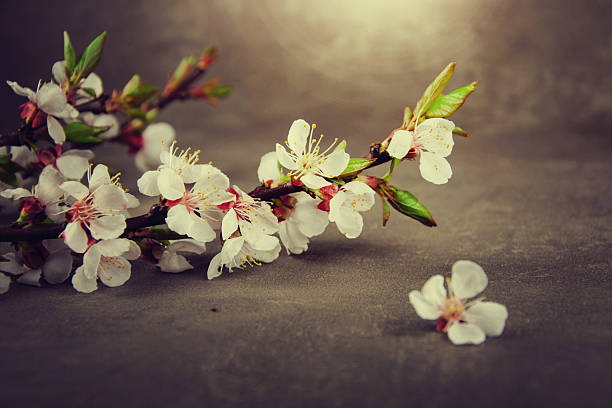 istock Flowering branch of cherry blossoms on background. 491582272