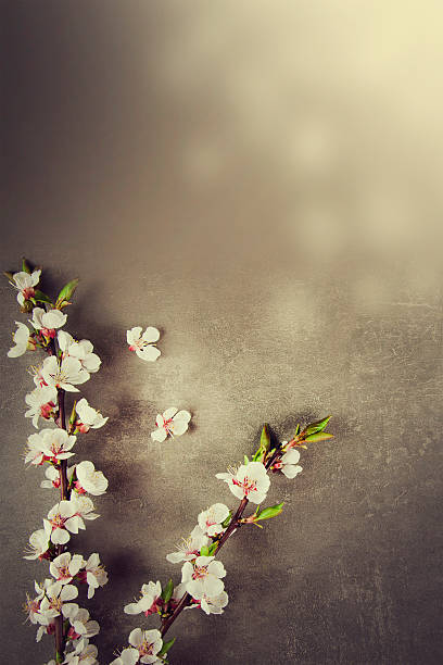 istock Flowering branch of cherry blossoms on background. 491582326
