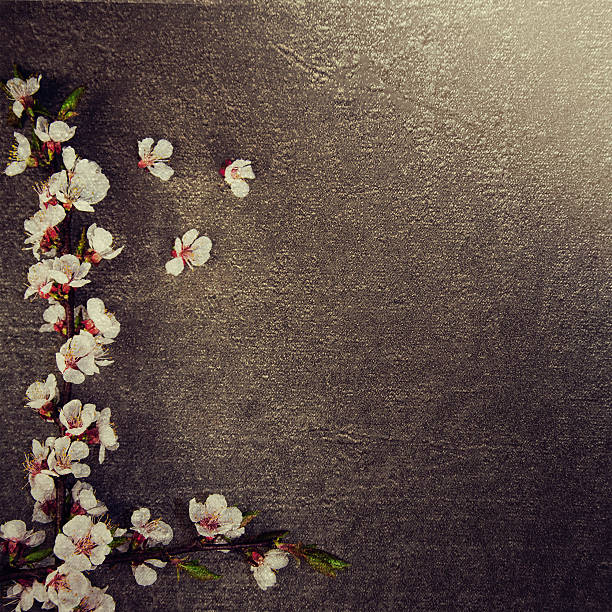 istock Flowering branch of cherry blossoms on background. 491582352