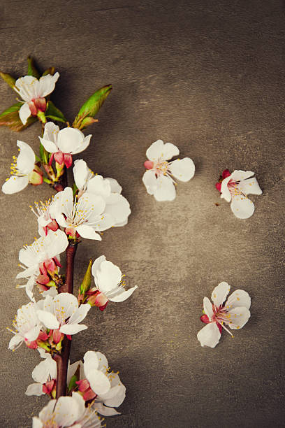 istock Flowering branch of cherry blossoms on background. 491598360