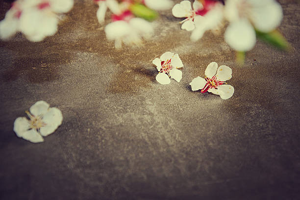 istock Flowering branch of cherry blossoms on background. 491598396