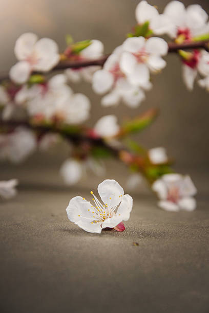 istock Flowering branch of cherry blossoms on background. 491598416