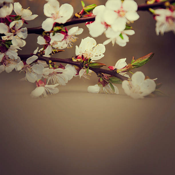 istock Flowering branch of cherry blossoms on background. 491598452
