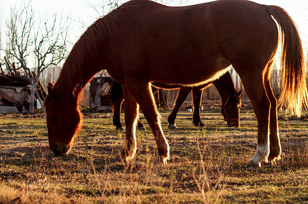istock Horses in Mendoza, Argentina 491600434
