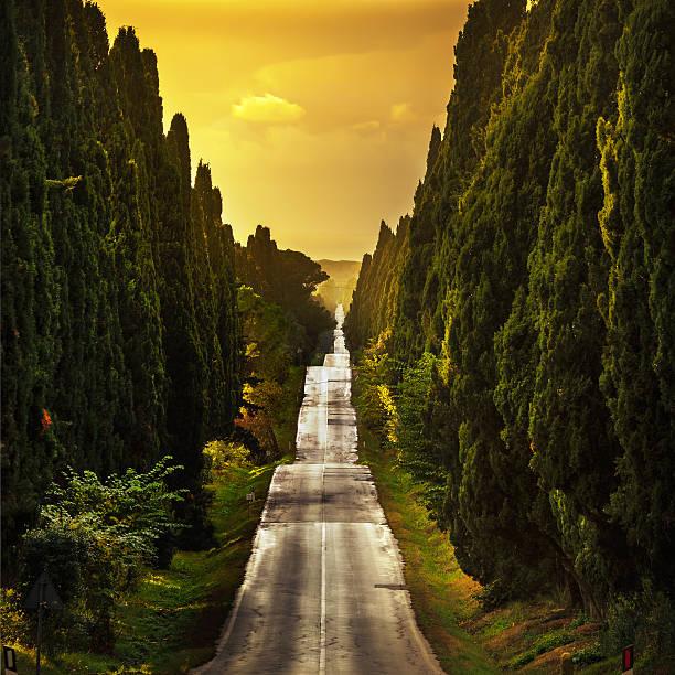 bolgheri famoso cypresses albero dritto in boulevard al tramonto. mar - tuscan cypress foto e immagini stock