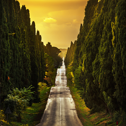 Bolgheri famous cypresses trees straight boulevard landscape. Maremma landmark, Tuscany, Italy, Europe. This boulevard is famous for Carducci poem.