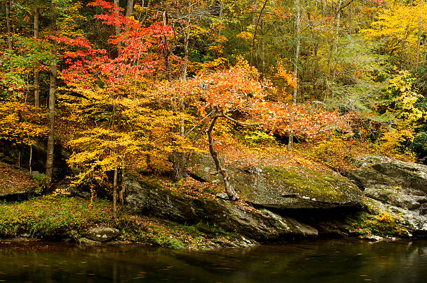 Autumn trees in peak color on Little Pigeon River in Great Smoky Mountains National Park