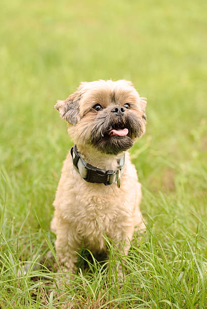 istock Cute little Bichon Frise in the green 491602870