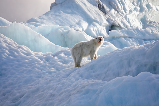 a Polar Bear walks across the ice pack near the north pole