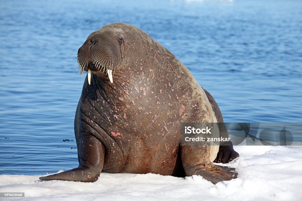 Walrus cow Walrus cow with cub on ice floe Walrus Stock Photo