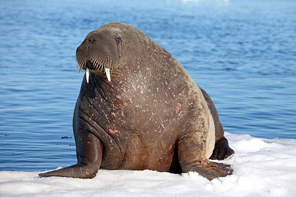 Walrus cow Walrus cow with cub on ice floe giant fictional character photos stock pictures, royalty-free photos & images