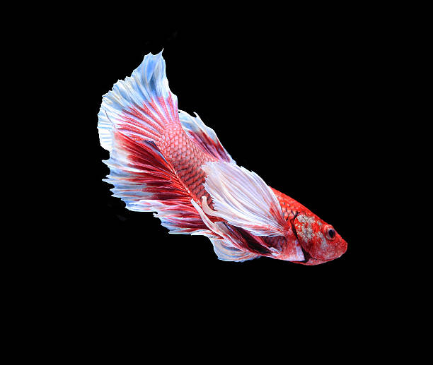 istock Red and blue siamese fighting fish, betta fish isolated 491603746